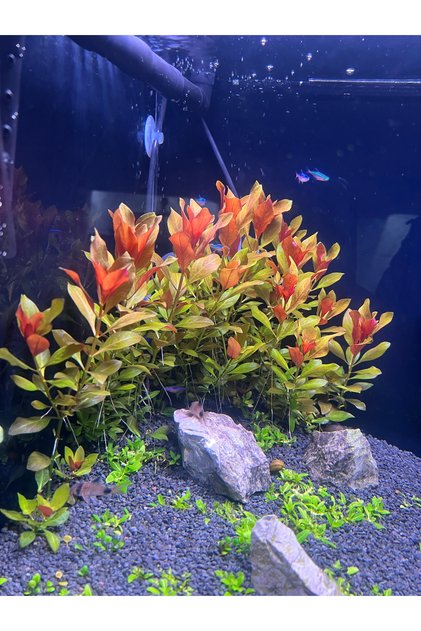 Ludwigia Repens Super Red Mini (Budama) -4 Dal(8-12 cm minimum )