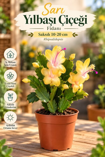 Videolu Sarı Yılbaşı Çiçeği Fidanı 1 Adet Saksılı 10-20cm Iç Mekan Bitkisi (YELLOW RHİPSALİDOPSİS)