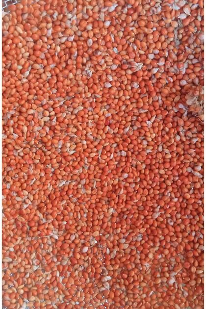 AÇIKLAMA OKUYUNUZ!! Elenmiş %100 Doğal Kızıl Dal Darı(YENİ MAHSUL) 500gram.