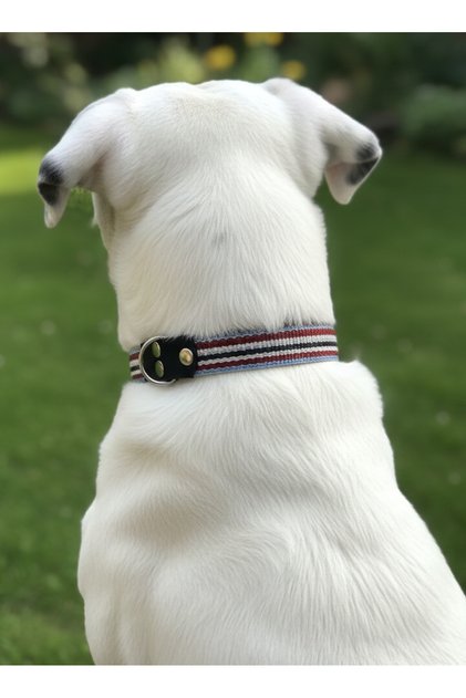 Dog Collar Adjustable Tiny & Small & Medium & Large Breed Collar Cord Multi Color