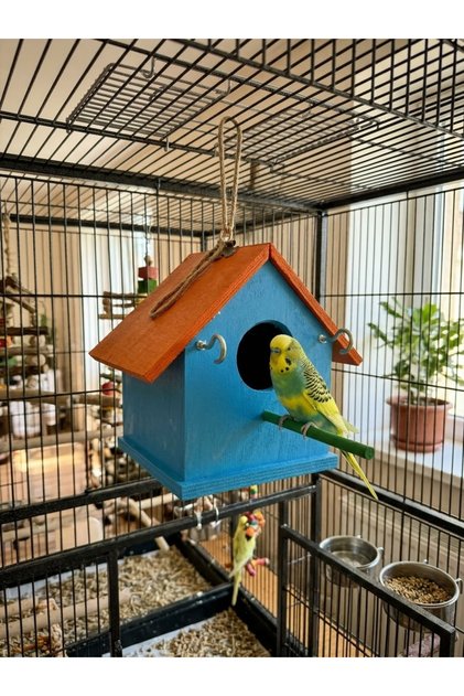 Wooden Budgie Lovebird Bird House Folluk 15X15X20 cm
