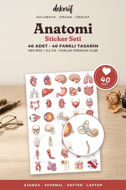 Anatomy Sticker Set Watercolor 40 Pieces Organ Skeleton Medical Student Agenda Sticker