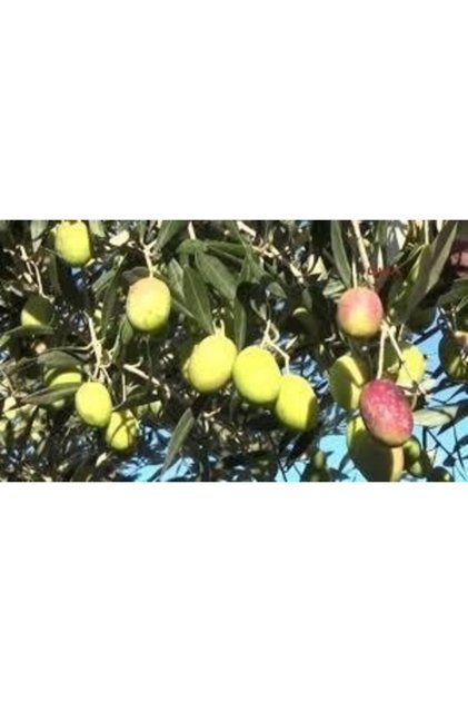 Sarı Ulak Zeytin Fidanı