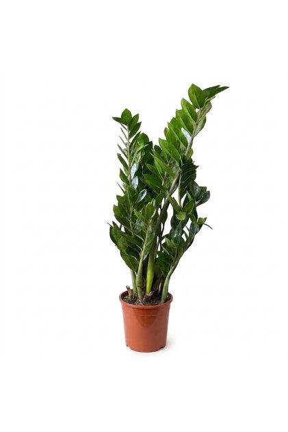 Zamia Bitkisi (Zamioculcas) | Bakımı Kolay Salon ve Ofis Bitkisi