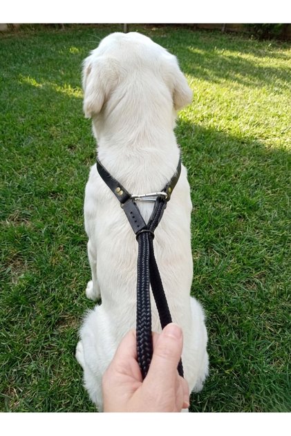 Adjustable Choke-Style Dog Collar for All Breeds—Scottish Rope & Leather Taba