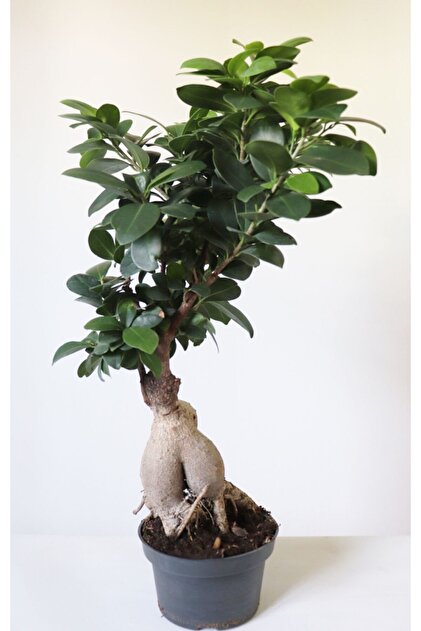 Genel Markalar Ficus Ginseng Bonsai Ev Ofis Salon Bitkisi - Fiyat,  Yorumlar
