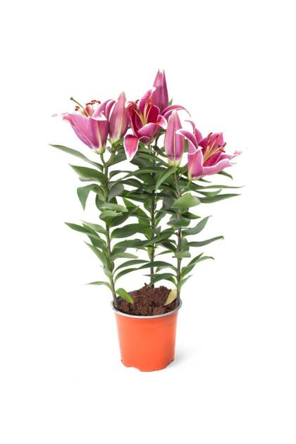 Lilium Sunny Keys 13cm Ø - Çiçekli Bitki