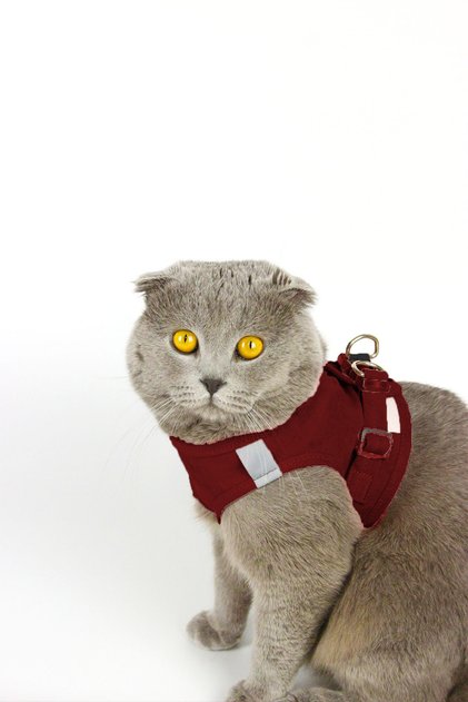 Kedi Gezdirme Tasması - Kedi Tasması Göğüs Tasma Seti Yumuşak Süet Bordo Renk