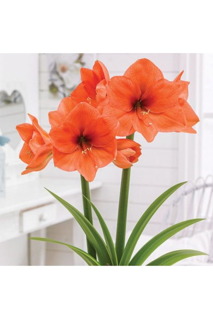 Turuncu Renkli Amaryllis Çiçeği Soğanı Güzel Hatun Kokulu