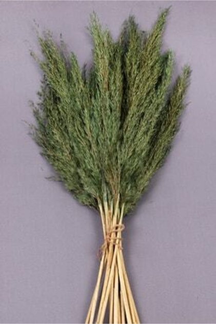 Kuru Çiçek Pampas 10 Adet 100 Cm Boy - Yeşil