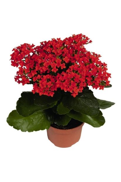 Armen Botanik Kalanchoe - Kalanşo Çiçeği (Kırmızı Çiçekli) - 1