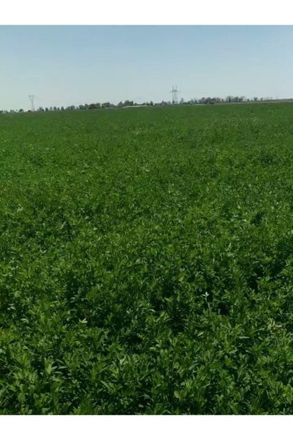 Yüksek Boylu Kaplamalı Elçi Yem Bitkisi Yonca Tohumu 3 Kg