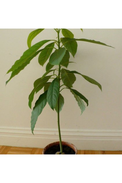 TÜPLÜ AVOKADO ANACI(AŞILANABİLİR DURUMDA)