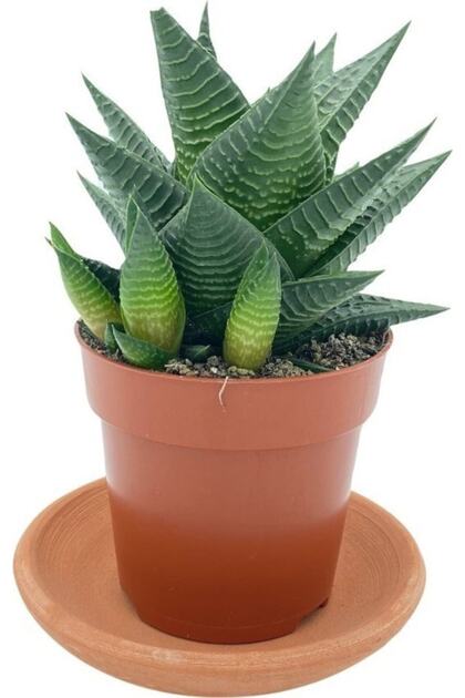 Haworthia Limifolia Büyük Boy Çap 8.5