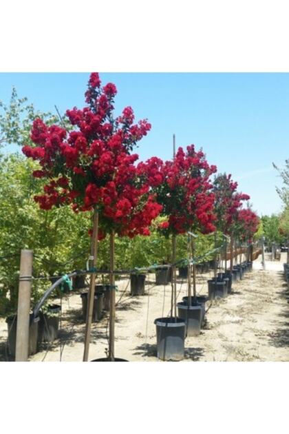 3 Adet Kırmızı Oya Ağacı Fidanı Tüplü 40-50 -55 Cm
