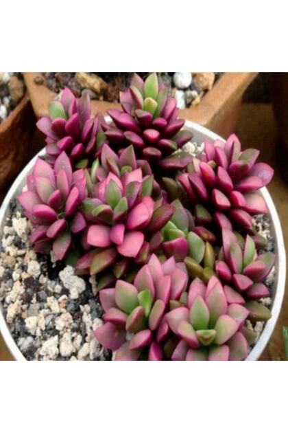 Anacampseros Variegata Sukulent Tohumu 5 Adet