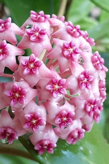 Mum Çiçeği Pembe-beyaz Çift Renk Ev Salon Bitkisi 10-15cm