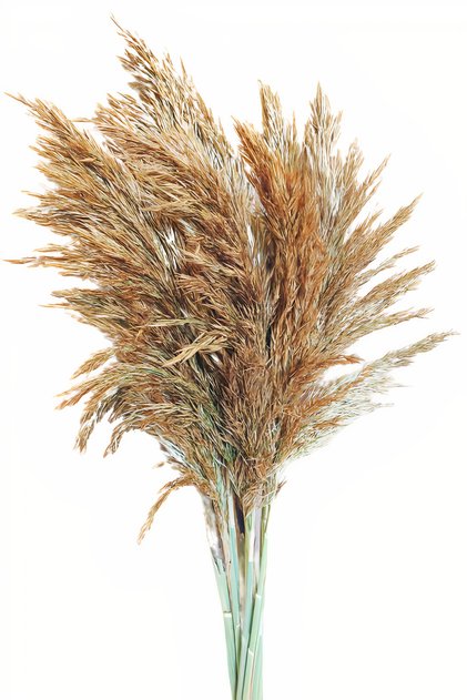 Sarı Şoklanmış Pampas Otu Naturel 15'li Demet Kuru Çiçek 100 cm