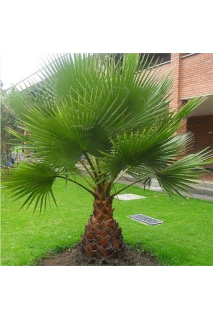 Bahçe Peyzaj Palmiyesi 60 -80 Cm (TÜPLÜ)