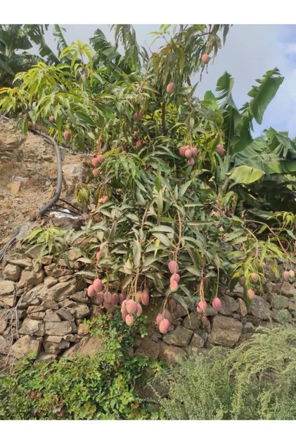 Tüplü Tropikal Egzotik Mango Fidanı 5 Adet 80 120 Cm