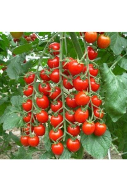 Ekodoğa Cherry Domates Tohumu 1 Paket ( 250 Adet Tohum ) Chery Domates Çeri Domates Salkım Domates Tohumu - 3