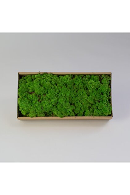 trendbahce Reindeer Moss Forest Green Şoklanmış Ithal Norveç