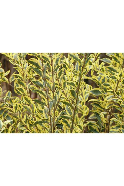 1001fidan Ligustrum Ovalifolium Variegata Alacal Ligusturum Lkstrm  Lkstrm Fidan 80-120 Cm - Fiyat, Yorumlar