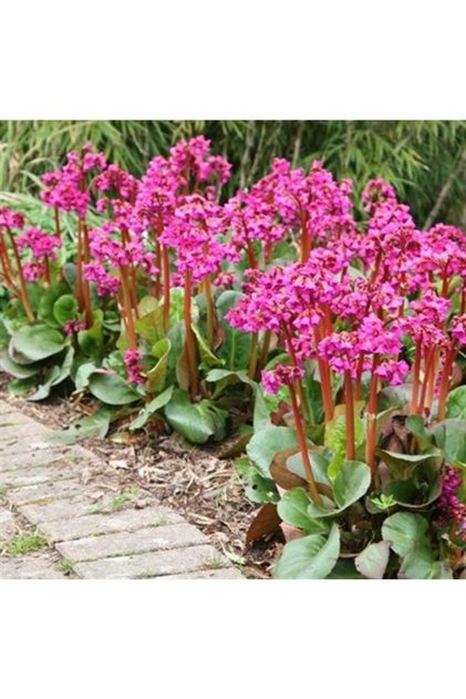 Bergenia Cordifolia Fil Kulağı Kış Ortancası Fidesi 0-20cm