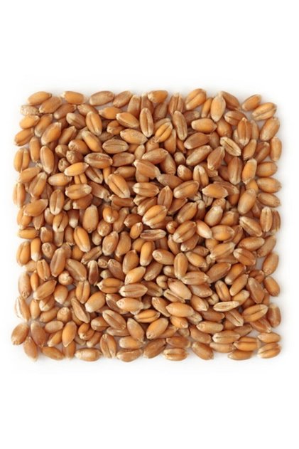 Yemlik Buğday 20 Kg Kuş-tavuk-kaz-ördek Kanatlı Yemi