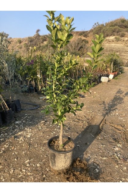 Bodur Yediveren Limon Fidanı ( 12 Litrelik Saksıda, Yaş 3 Boy 80-100 Cm)