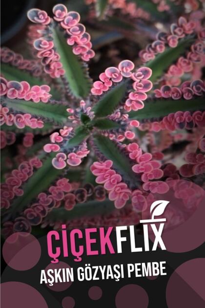 Aşkın Gözyaşı Pembe 1.kalite Özel Seri Nadir Tür