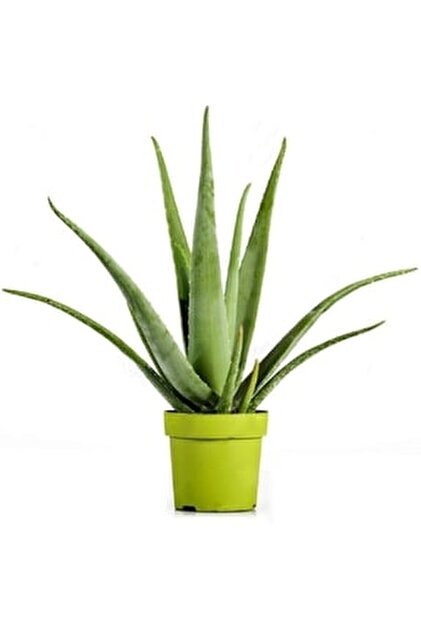 OSKARYUM Aloe Vera Bitkisi 25-30 Cm - Fiyat, Yorumlar