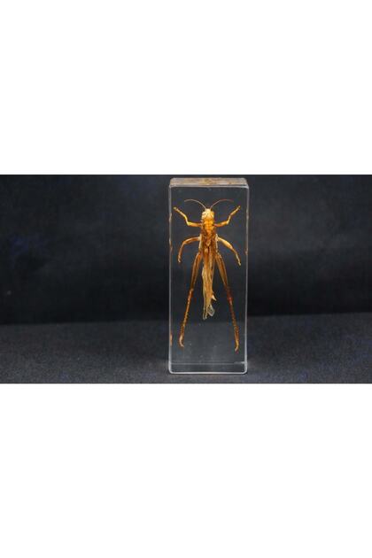3d Reçine Gerçek Böcek Örneği - Çekirge Locust