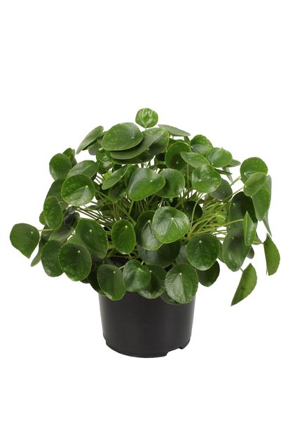 Pilea Çin Para Ağacı Büyük Boy