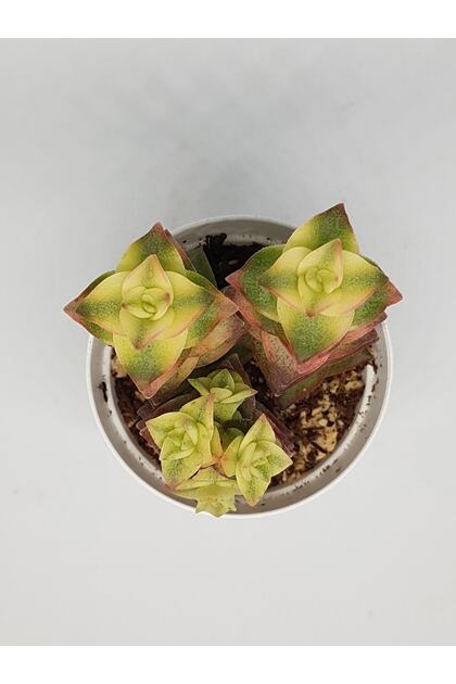 Crassula Perforata Variegated Sukulent 5,5cm Saksılı