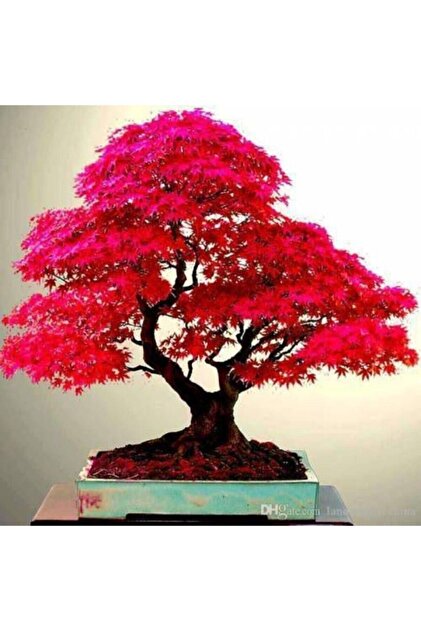 Ky Tohumlar 10 Adet Tohum Bodur Bonsai Japon Red Maple Aac Bonzai  Tohumu Saks Toprak Hediyemizdir - Fiyat, Yorumlar
