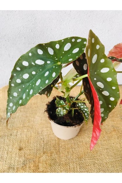 Begonia Maculata - Benekli Begonya Iç Ortam Bitkisi-nadir Tür (9cm Saksıda)