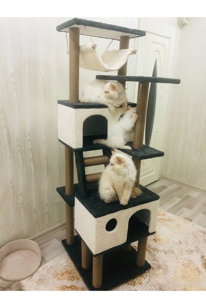 Cat Scratching House Anthracite
