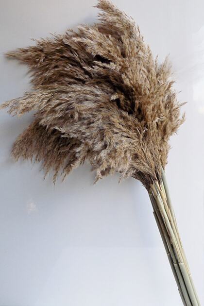 Naturel Renk Kuru Çiçek Pampas 7 Adet 120 cm