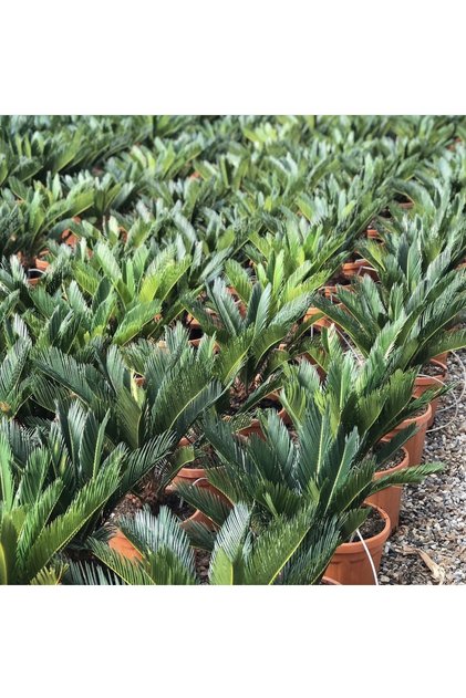 Cycas Revoluta - Japon Sagu Palmiyesi