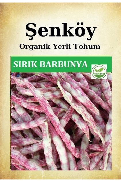 Sırık Barbunya Tohumu Doğal Ata Sırık Çillikız Barbunya Tohum Pakette 25 Gr 60 Tohum