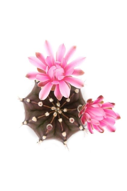 Gymnocalycıum Purple Moon Kaktüs Nadir Tür
