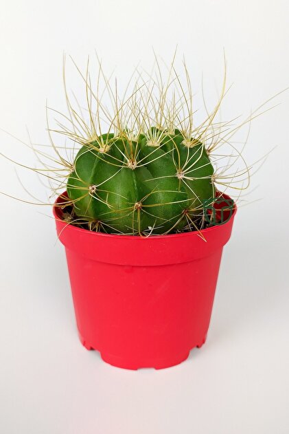 Toptan Kakts Echinopsis Aurea zel Tr Kakts Byk Boy Uzun Sar Dikenli  8.5 Cm Krmz Saksda - Fiyat, Yorumlar