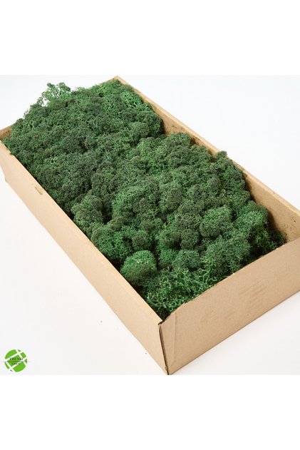 Dark Green Şoklanmış Reindermoss Teraryum Yosunu 50 Gr