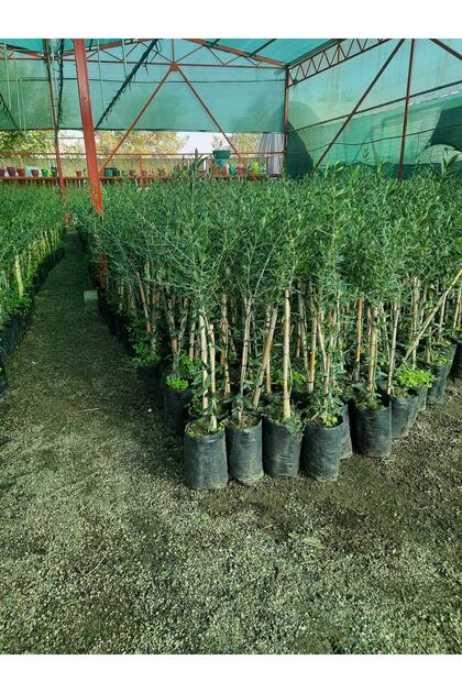 2 Adet Zeytin Fidanı ( Arbeguina ) Yağlık Bodur Zeytin Tüplü 90 Cm 2 Yaşında.