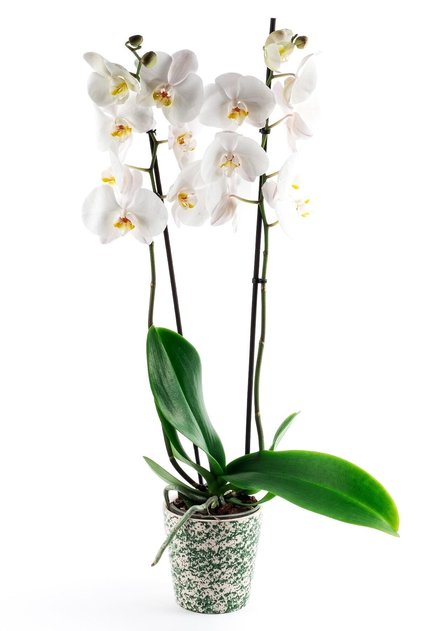 Canlı Çift Dal Phalenopsis Beyaz Orkide Çiçeği 02