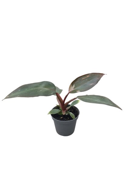 Philodendron 'pink Princess'