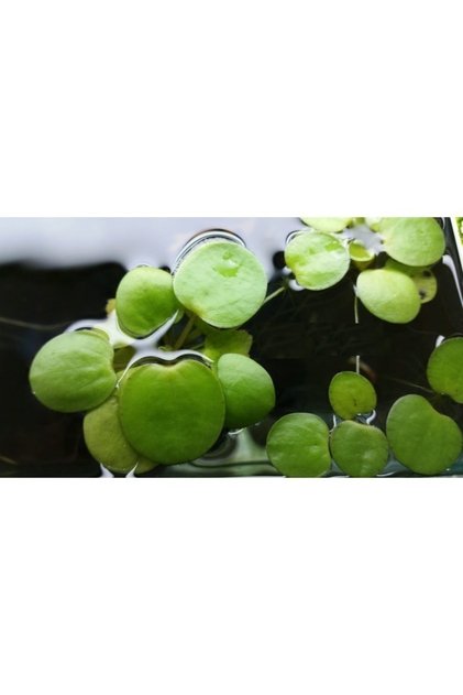 5 Adet Limnobium Laevigatum Frogbit 5 Kök 5 Adet Akvaryum Su Üstü Bitkisi