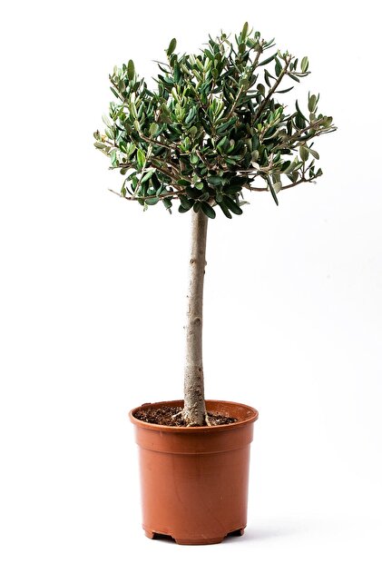 ÇiçekGarajBahçe Tijli Zeytin Ağacı Büyük Boy Bonsai - Fiyatı