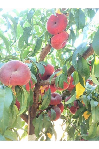 Tüplü Fidan Yassı Şeftali Fidanı
